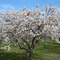 Almond Tree in Blossom