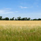 Texas Field