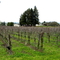Grapevines, Barlow Road, Sebastopol 1