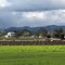 Afternoon  Vineyards