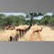 Hartebeest