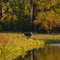 Cow at pond's edge