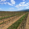 River Road Vineyard