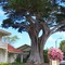 huge Monterey cypress in front of 1830s Vasquez house (6-2008)