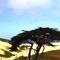 coastal sandunes, Seaside Cal (6-2008)