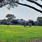 Golf field and cypress trees
