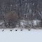 Deer in the valley