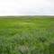 Restored prairie on Lake Alice WPA