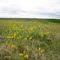 Restored prairie on Lake Alice WPA