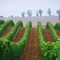 Addamos Vineyard, Orcutt, CA