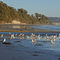 Goleta Beach