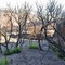 Regrowth from the Gap Fire (shot 15 Sep 08)