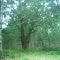 Oak Tree