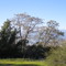Oak Flat