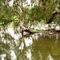 Ross River