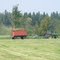 Chopping hay