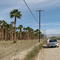 Date Palms