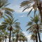 Date palm Trees