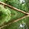 Tree down in Pocket Creek