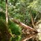 Fallen tree across Pocket Creek (tributary to the Deep River)