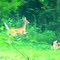 Deer- July 7, 2007