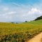 Peaceful Meadow