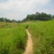 Green Knob Trail in meadow
