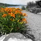 Daylillies & Lake Chatuge