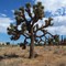 Joshua Tree (camera facing SE from exact position)