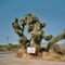 California / Apple Valley / Lone Wolf Colony