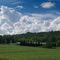 Corn Field