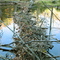 Beaver Dam on Avery Creek Trail