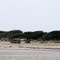 Cedar Island Beach & Livestock