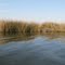 Marshland