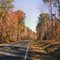 Colorful fall foliage