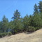 Ponderosa Pines