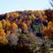 Mt.Herman Fall VIII