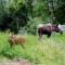 moose and baby in a grassy lane
