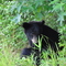 Black Bear Cub of Stokestown 2