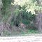 Black Bear in Wooded Area