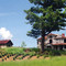 Abandon farm house