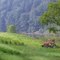 Grassy Creek Riverside Tractor
