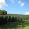 Tucker Tree Farm