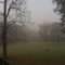 Foggy morning