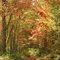 Fall foliage in the forest