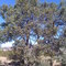 Pinon Tree