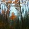 Aspens in Fall Hyde Park Santa Fe, New Mexico