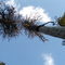 Big Dead Trees