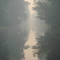 dismal swamp
