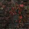 Stone and Vines